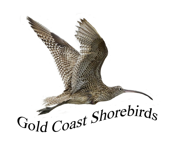 Logo 2 Shorebirds copy copy – Robert Westerman