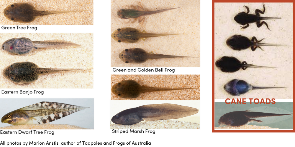 Tadpole of Green frog complex