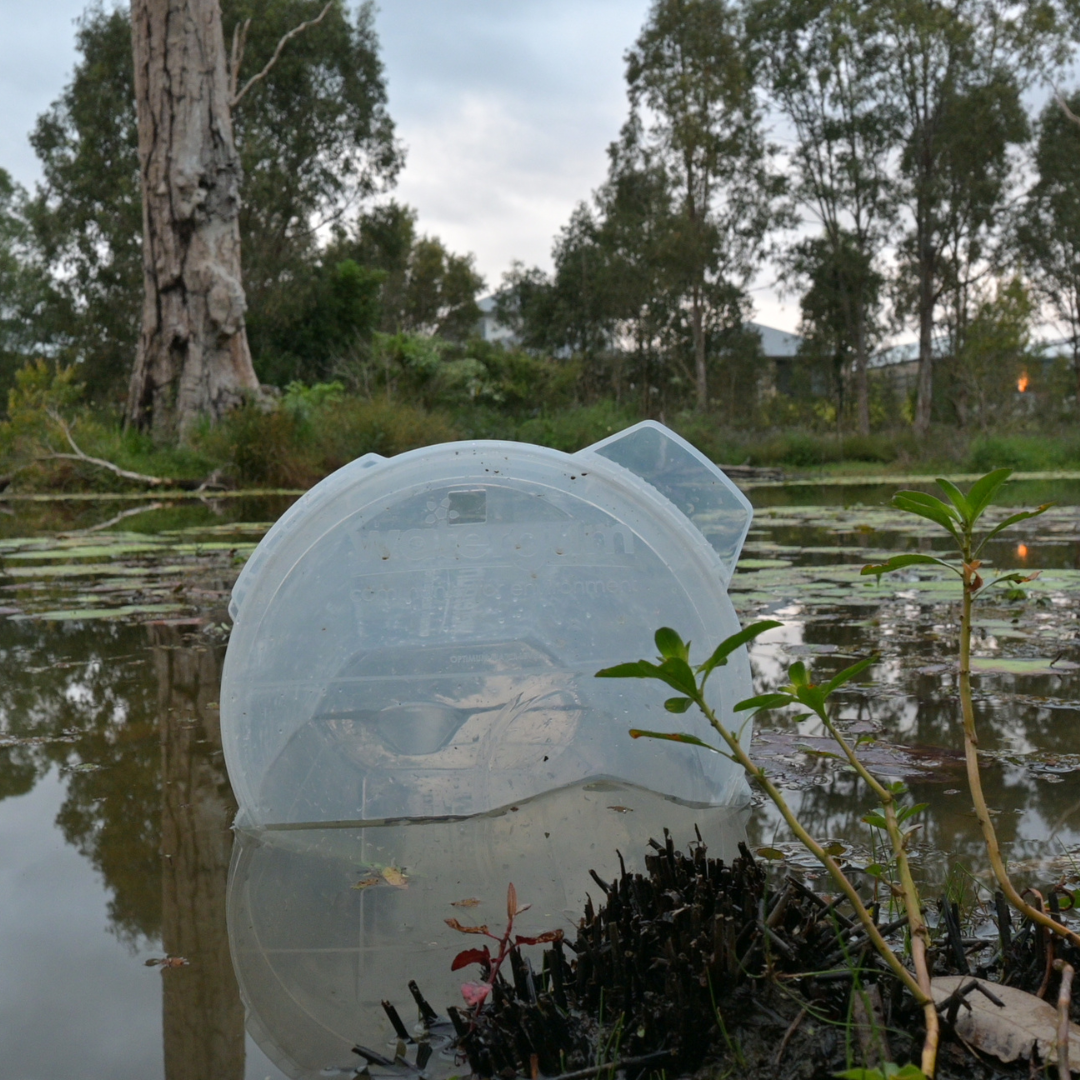 Watergum cane toad tadpole trap in water