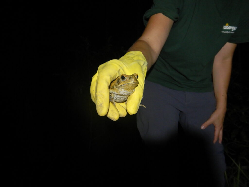 Cane toad trap - Cane Toads in Australia