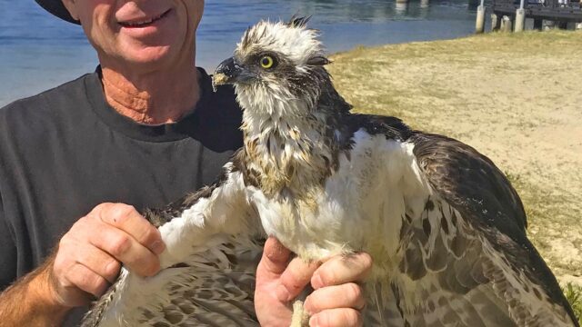 Wild Bird Rescues Gold Coast