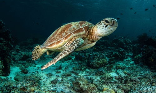 TurtleWatch Online Induction