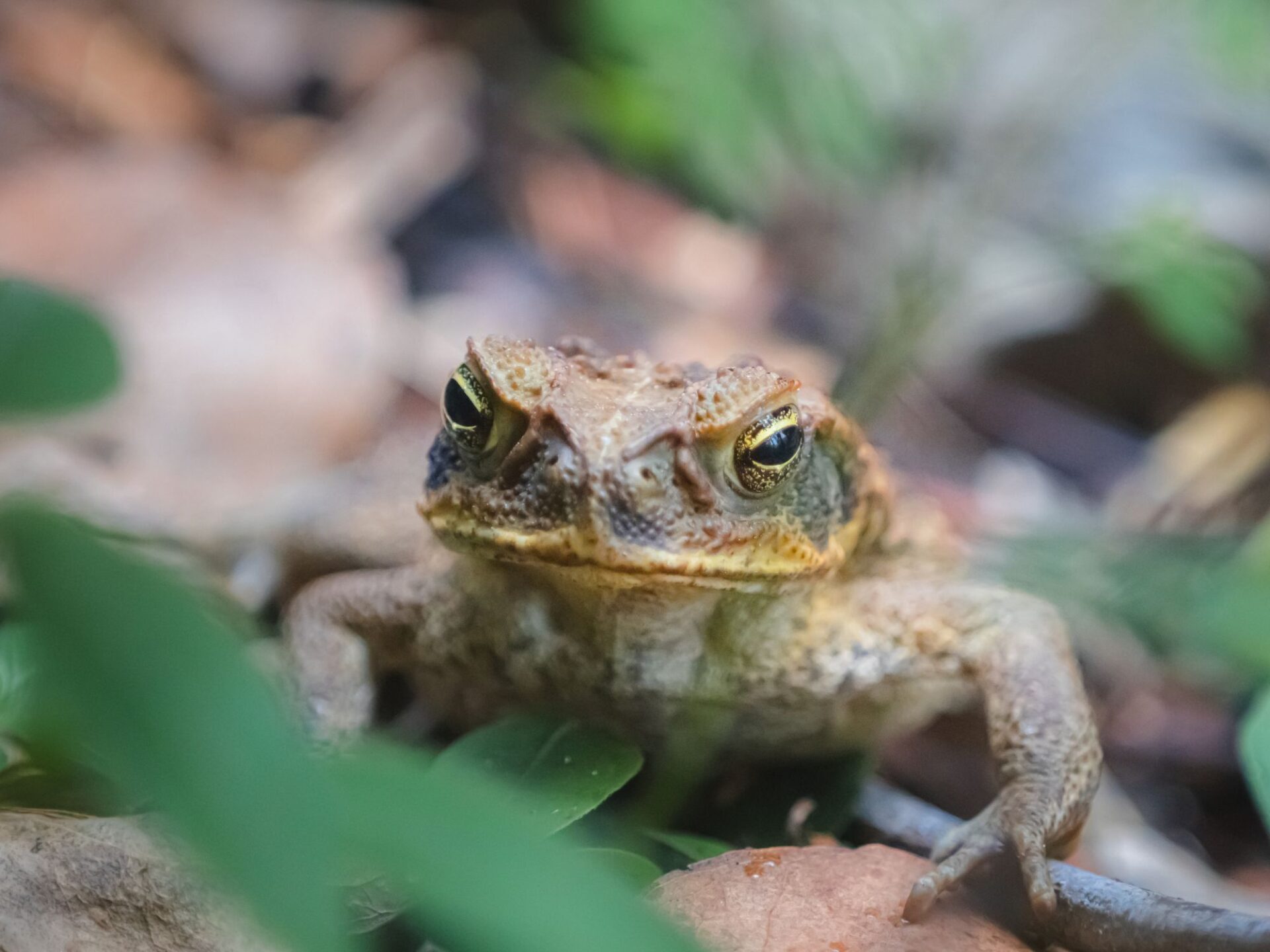 Cane Toad facing camera