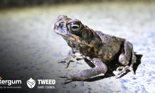 Tweed ToadTrack Induction