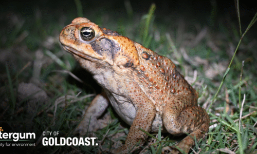 Gold Coast ToadTrack Induction