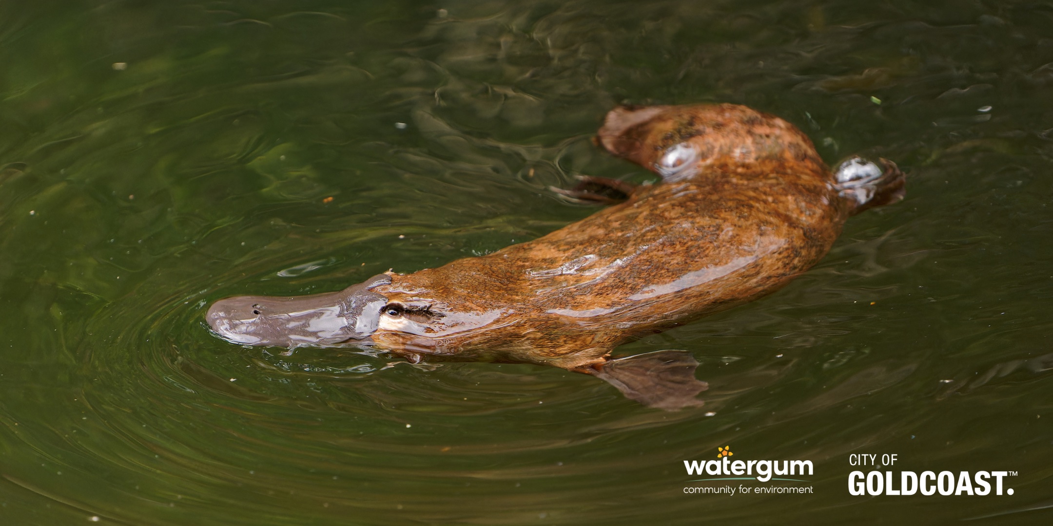 Platypus Survey